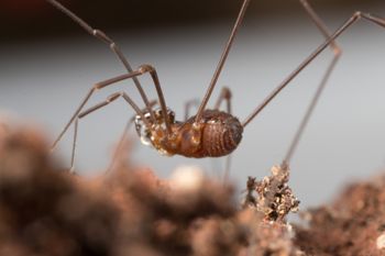 Media type: image;   Invertebrate Zoology 151614